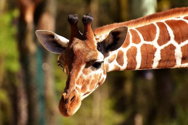 Long-Livers In Nature (17 pics) Long-Livers In Nature (17 pics)