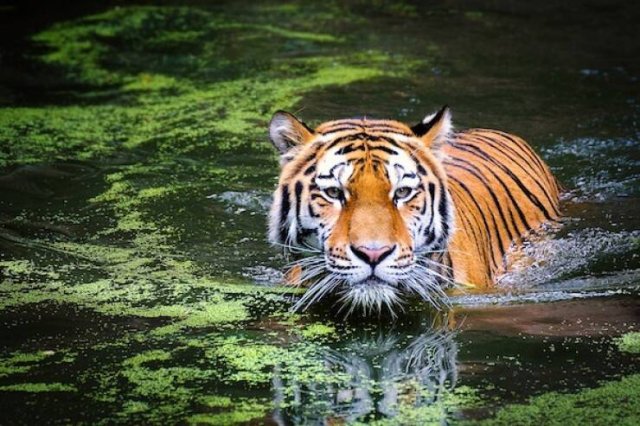 Long-Livers In Nature (17 pics) Long-Livers In Nature (17 pics)