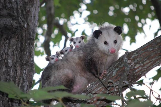 Long-Livers In Nature (17 pics) Long-Livers In Nature (17 pics)