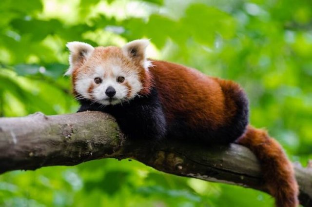 Long-Livers In Nature (17 pics) Long-Livers In Nature (17 pics)