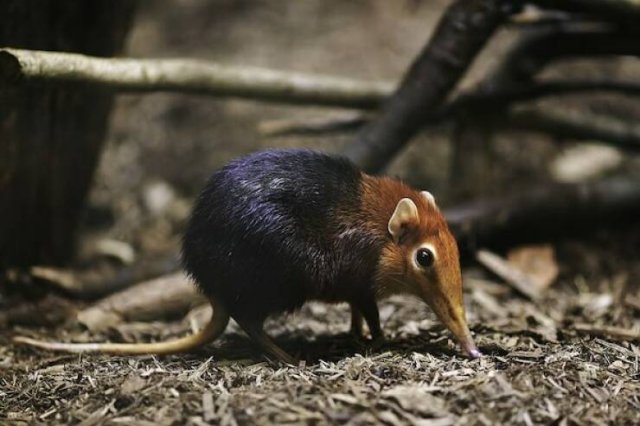 Long-Livers In Nature (17 pics) Long-Livers In Nature (17 pics)