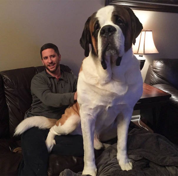 Giant Dogs (47 pics)