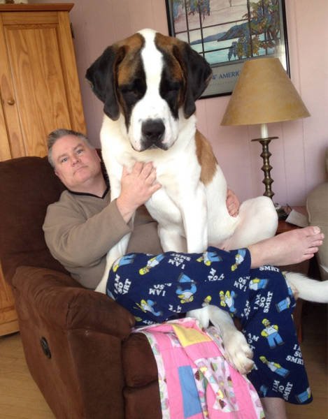 Giant Dogs (47 pics)
