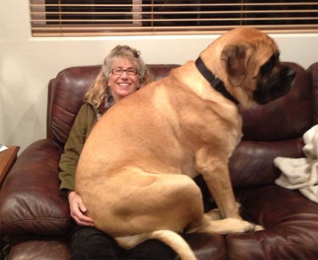 Giant Dogs (47 pics)