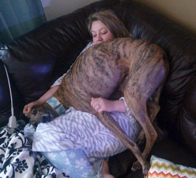 Giant Dogs (47 pics)