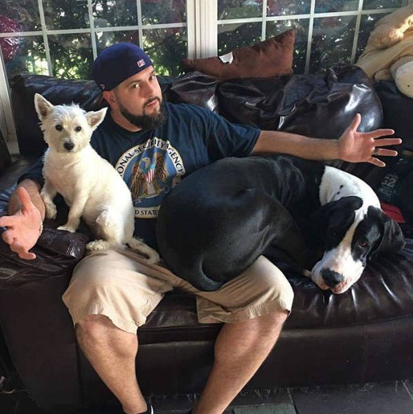 Giant Dogs (47 pics)