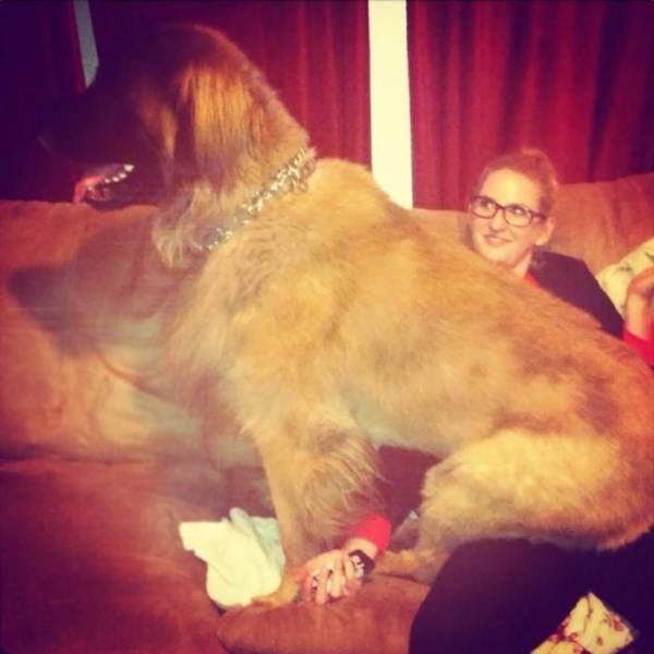 Giant Dogs (47 pics)