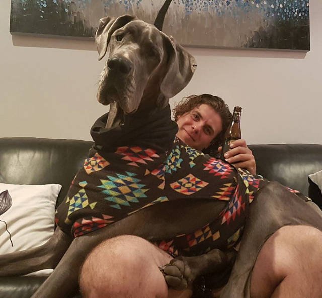 Giant Dogs (47 pics)
