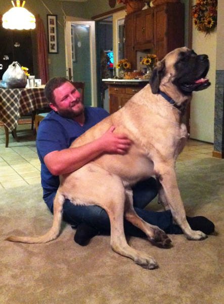 Giant Dogs (47 pics)