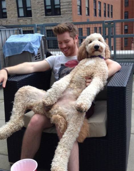 Giant Dogs (47 pics)