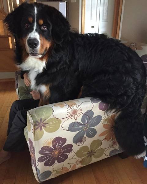 Giant Dogs (47 pics)