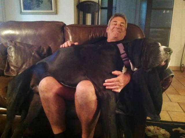 Giant Dogs (47 pics)