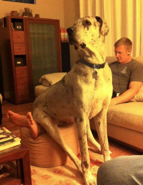 Giant Dogs (47 pics)
