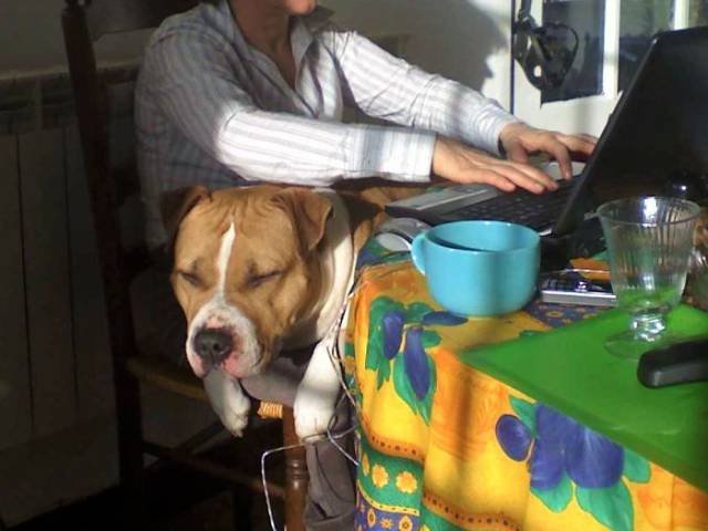 Giant Dogs (47 pics)