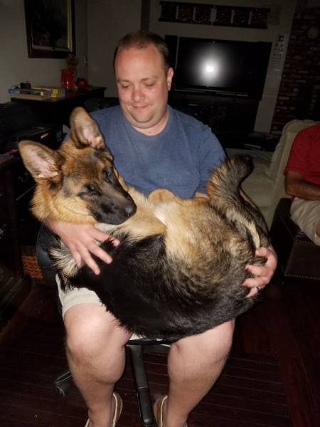 Giant Dogs (47 pics)