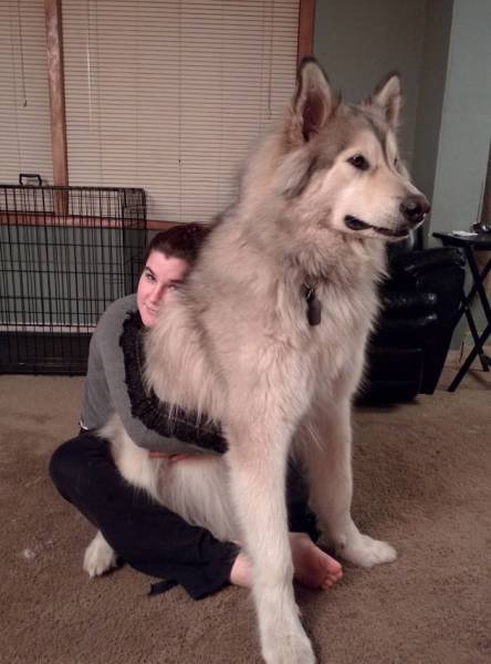 Giant Dogs (47 pics)