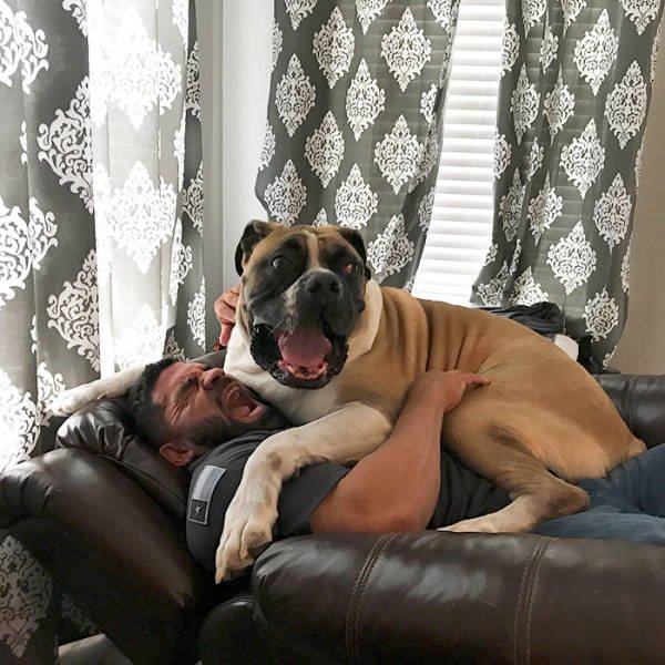 Giant Dogs (47 pics)