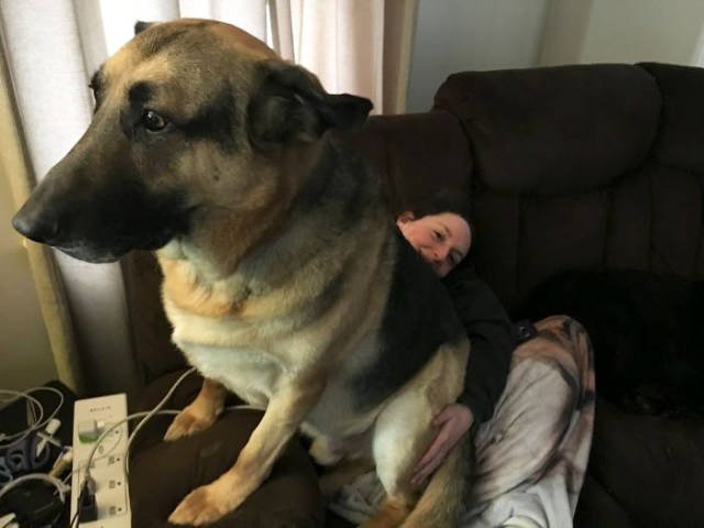 Giant Dogs (47 pics)