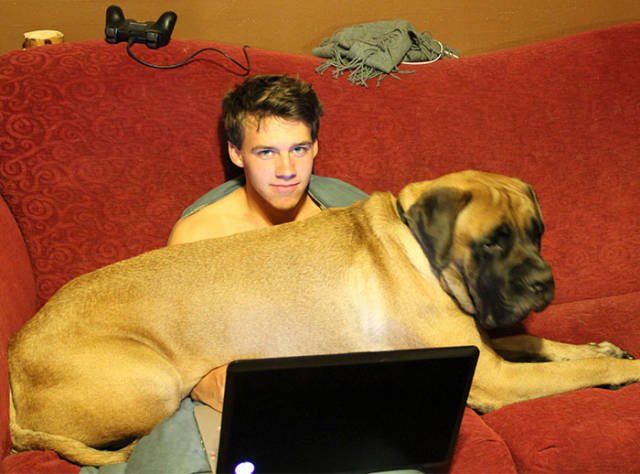 Giant Dogs (47 pics)