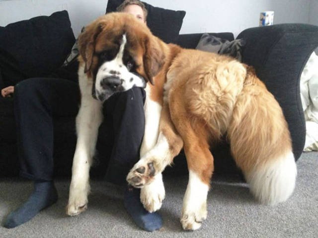 Giant Dogs (47 pics)