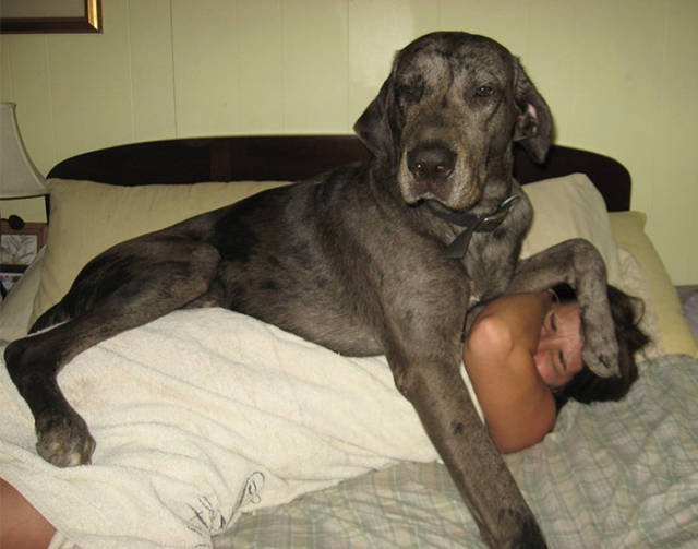 Giant Dogs (47 pics)