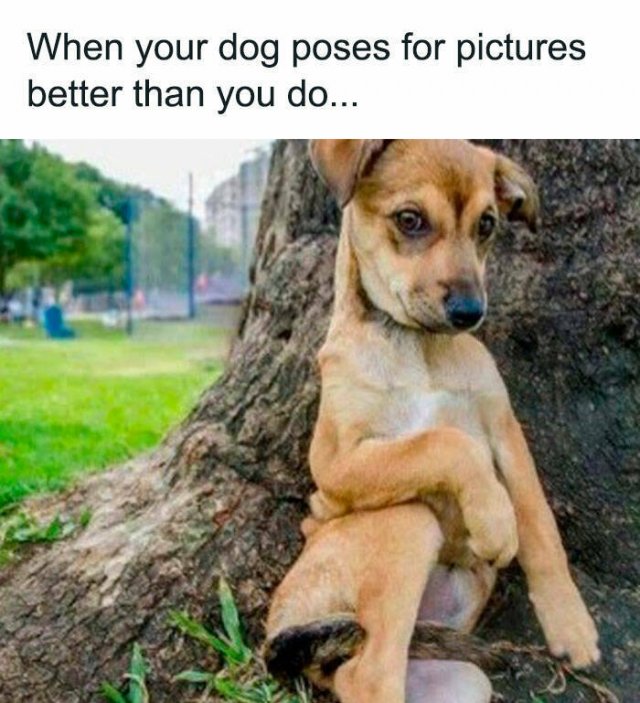 Memes With Dogs (25 pics)