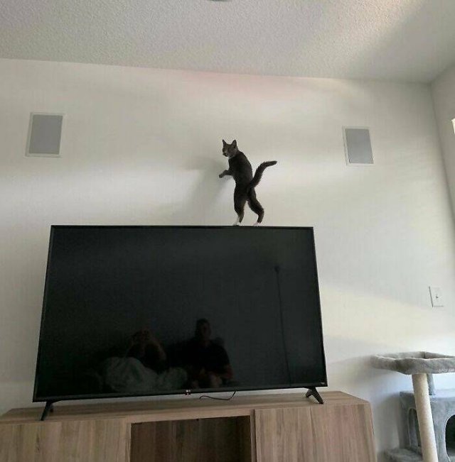 Broken Cats (25 pics)
