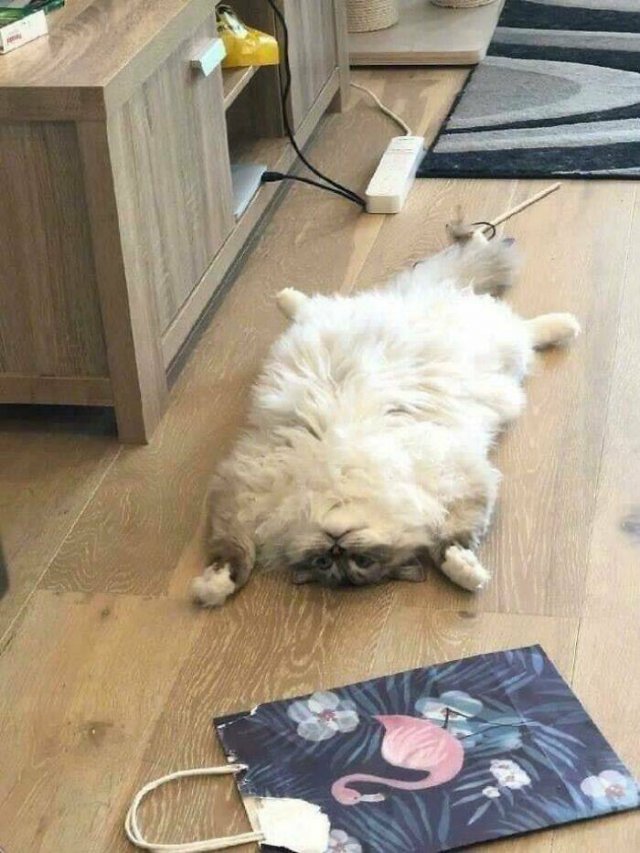 Broken Cats (25 pics)
