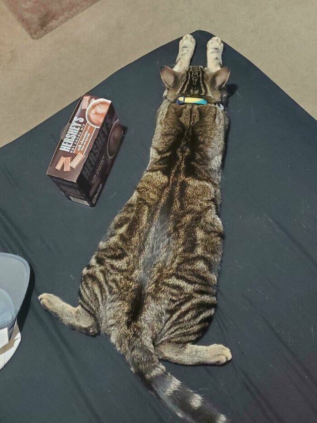 Broken Cats (25 pics)