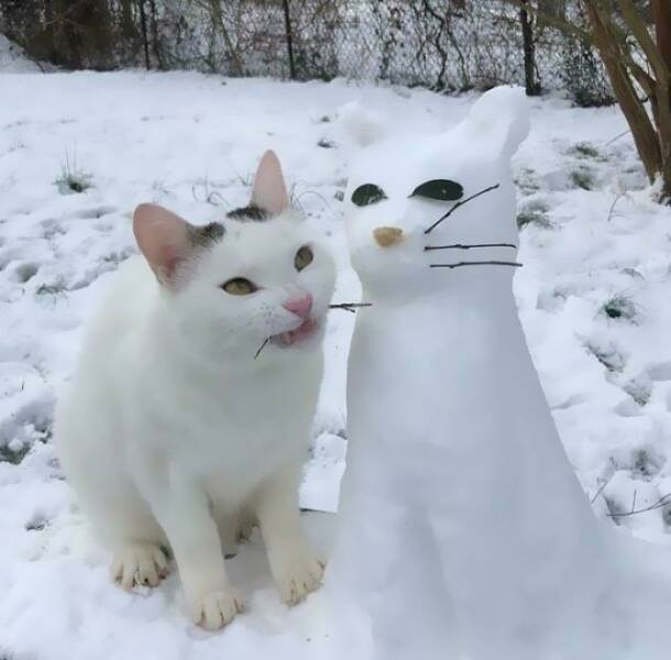 Broken Cats (25 pics)