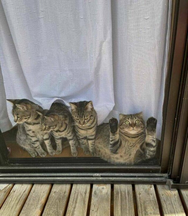 Broken Cats (25 pics)