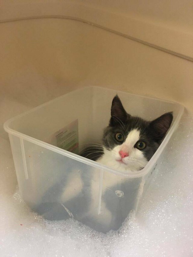 Broken Cats (25 pics)
