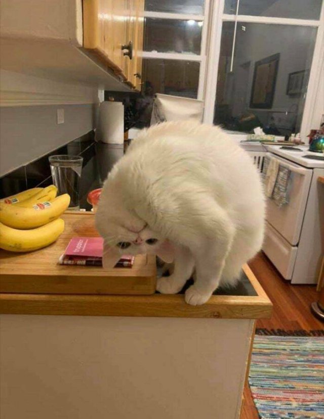 Broken Cats (25 pics)