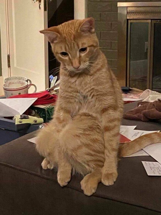 Broken Cats (25 pics)
