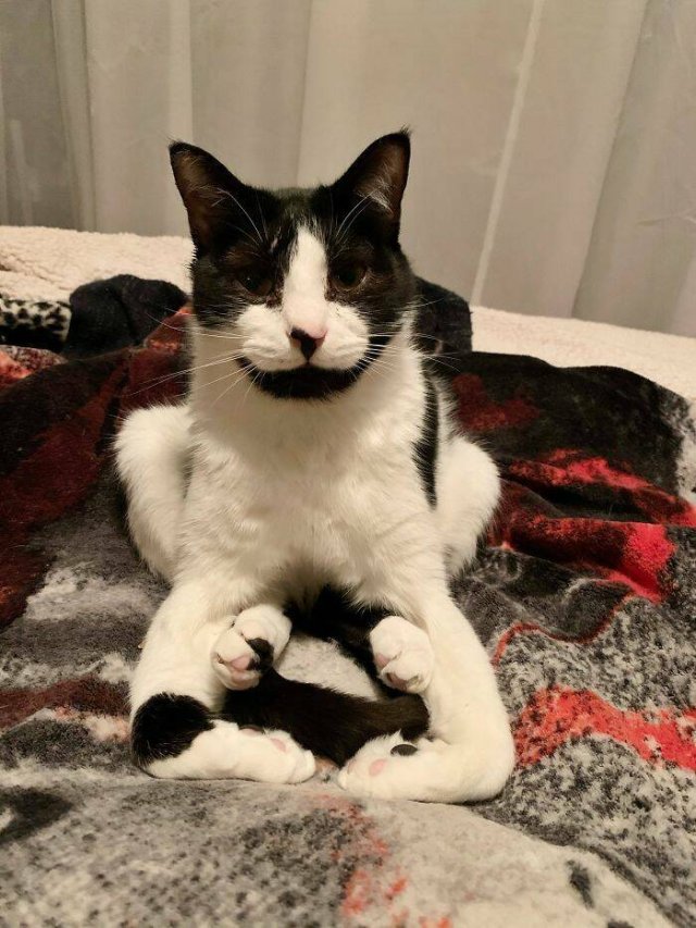 Broken Cats (25 pics)