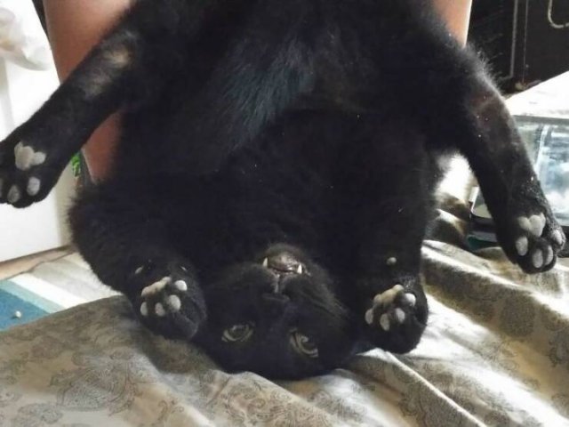 Broken Cats (25 pics)