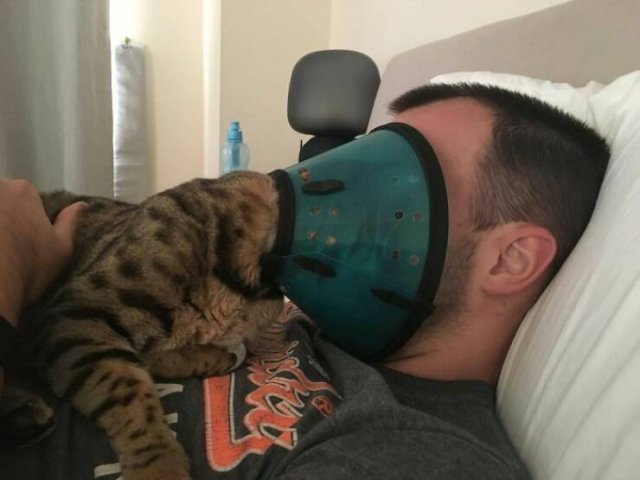 Broken Cats (25 pics)