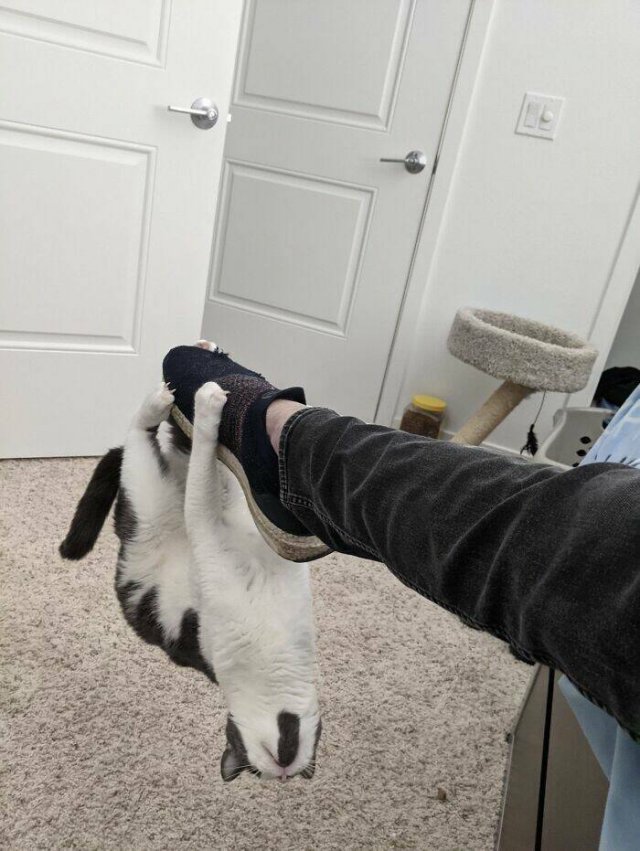 Broken Cats (25 pics)