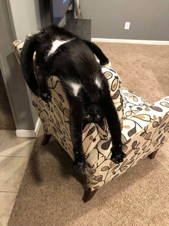 Broken Cats (25 pics)