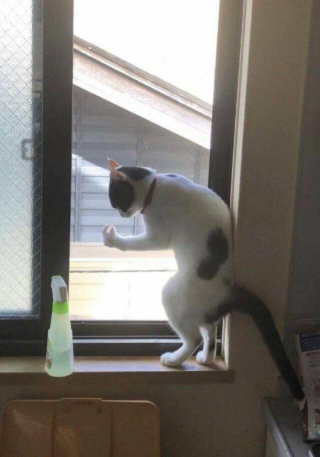 Broken Cats (25 pics)
