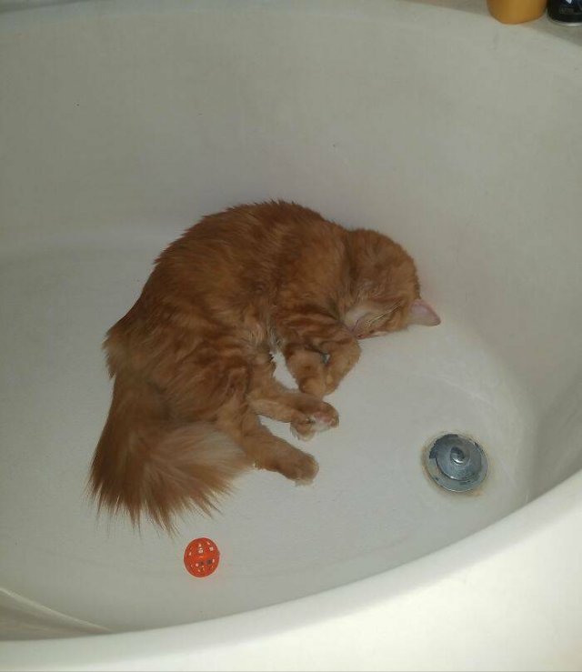 Broken Cats (25 pics)