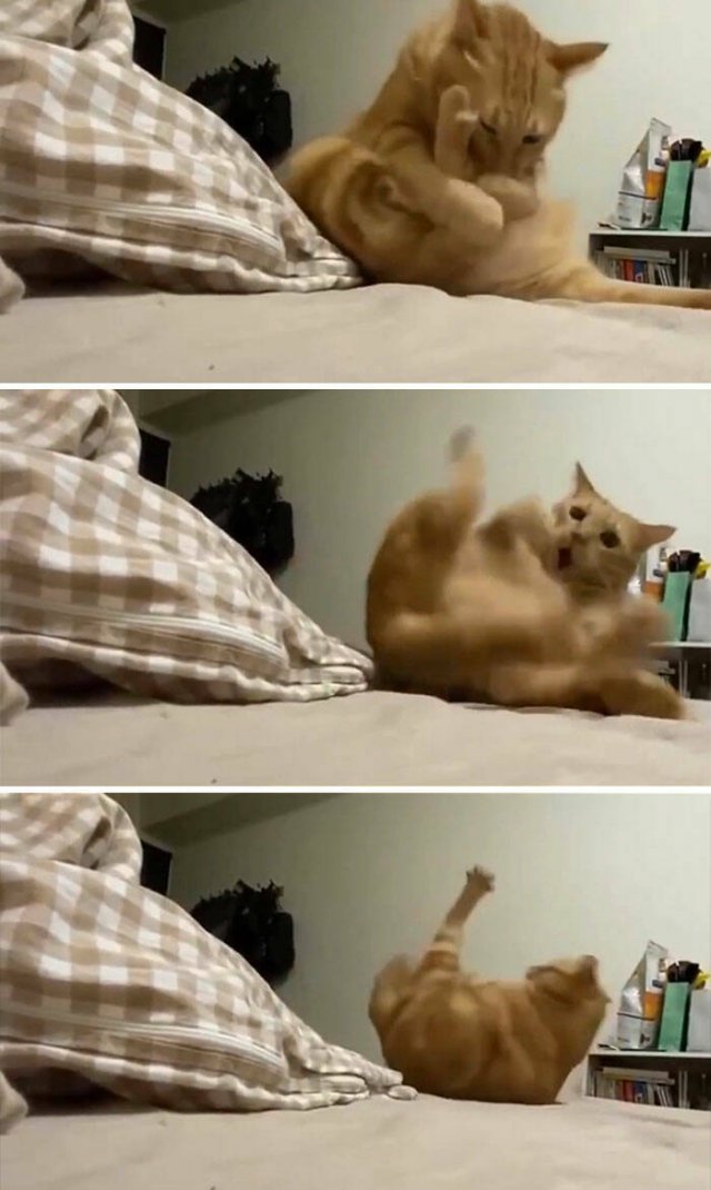 Broken Cats (25 pics)