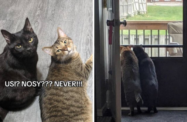 People Share Their Curious Cats (23 pics)