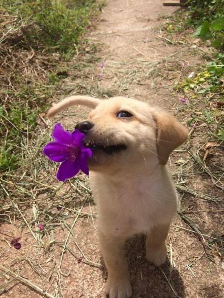 Cute And Funny Puppies (40 pics)