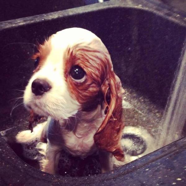 Cute And Funny Puppies (40 pics)