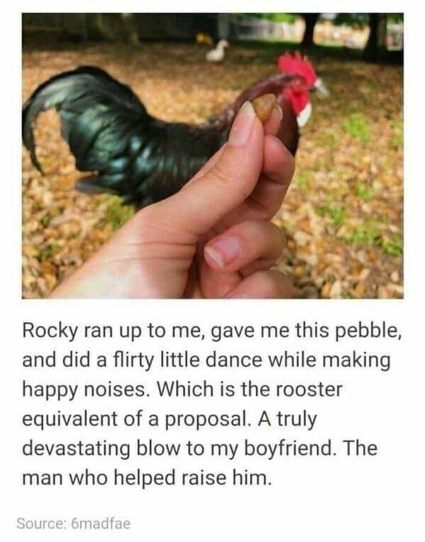Memes With Animals (23 pics)