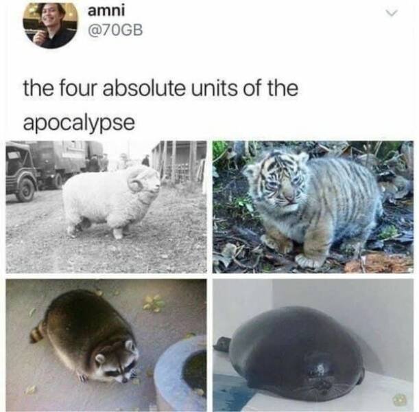 Memes With Animals (23 pics)