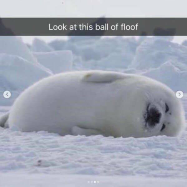 Memes With Animals (23 pics)