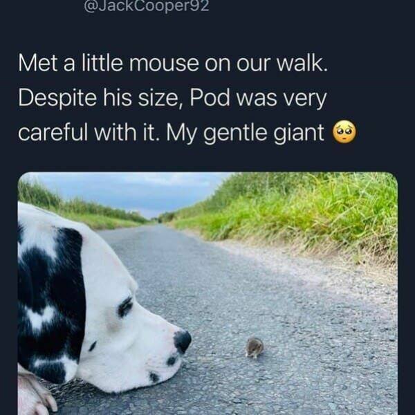 Memes With Animals (23 pics)