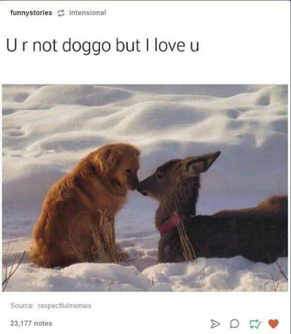 Memes With Animals (23 pics)